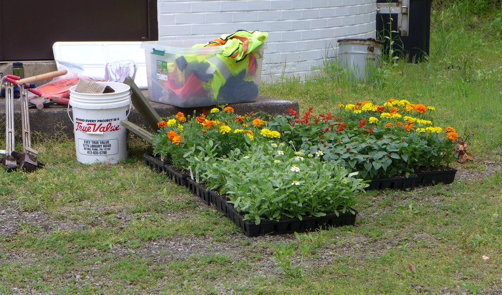 Supplies for the Irvine garden including marigolds, zinnias and salvia